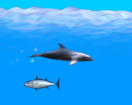 Dolphin online jtk